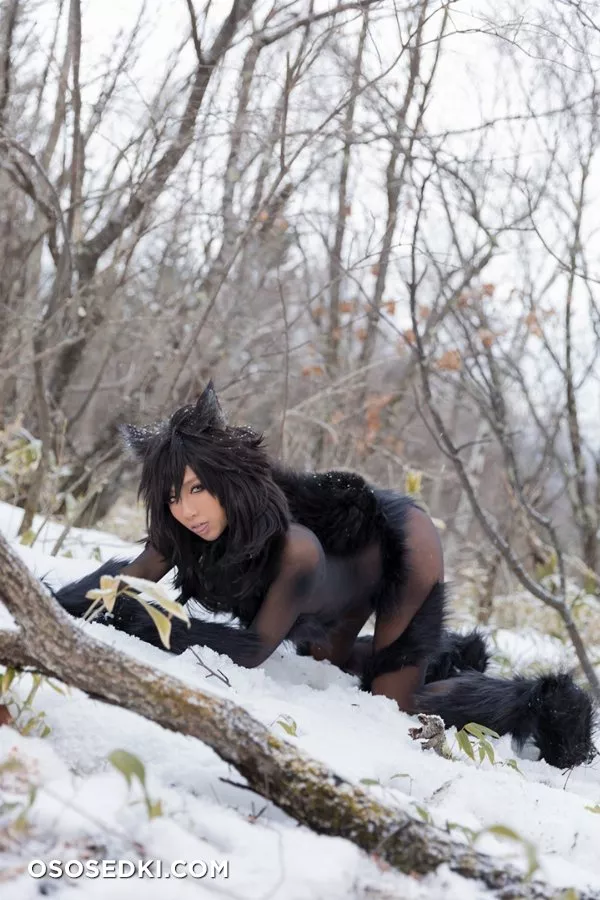 Timber wolf - Photo 31