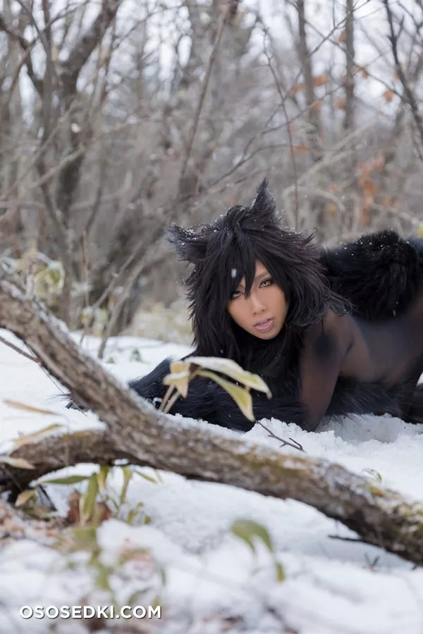 Timber wolf - Photo 33