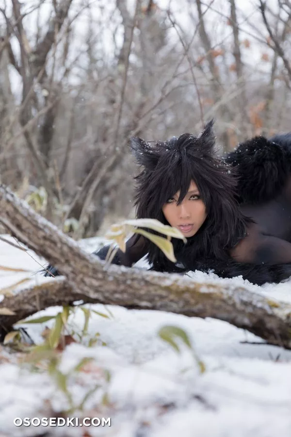 Timber wolf - Photo 34
