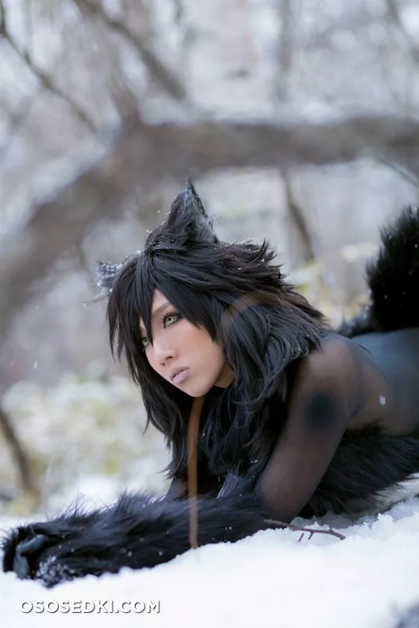 Timber wolf - Photo 48