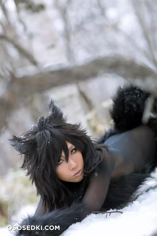 Timber wolf - Photo 49