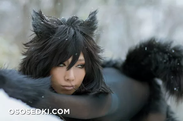 Timber wolf - Photo 51