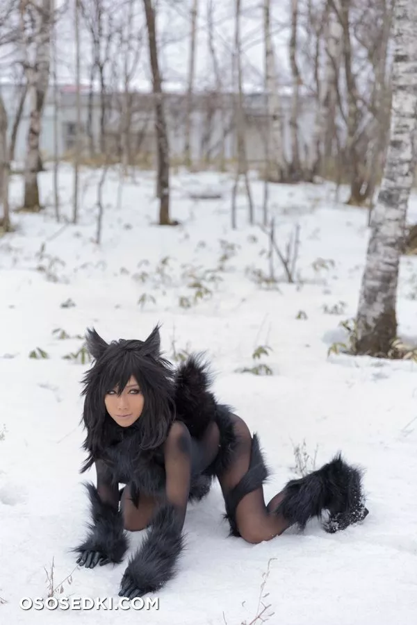 Timber wolf - Photo 87