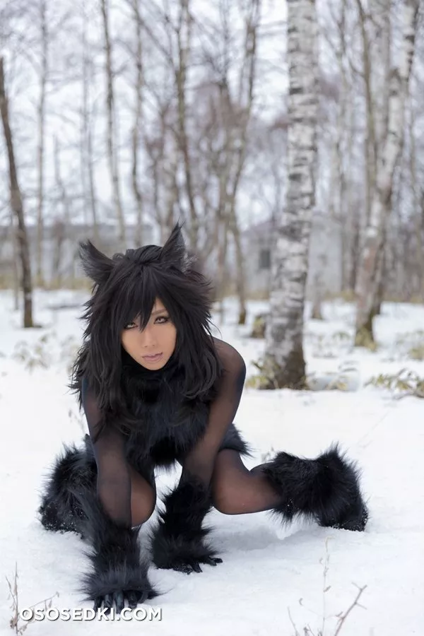 Timber wolf - Photo 90