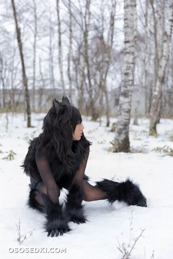 Timber wolf - Photo 91