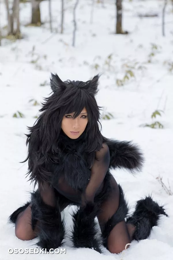 Timber wolf - Photo 93
