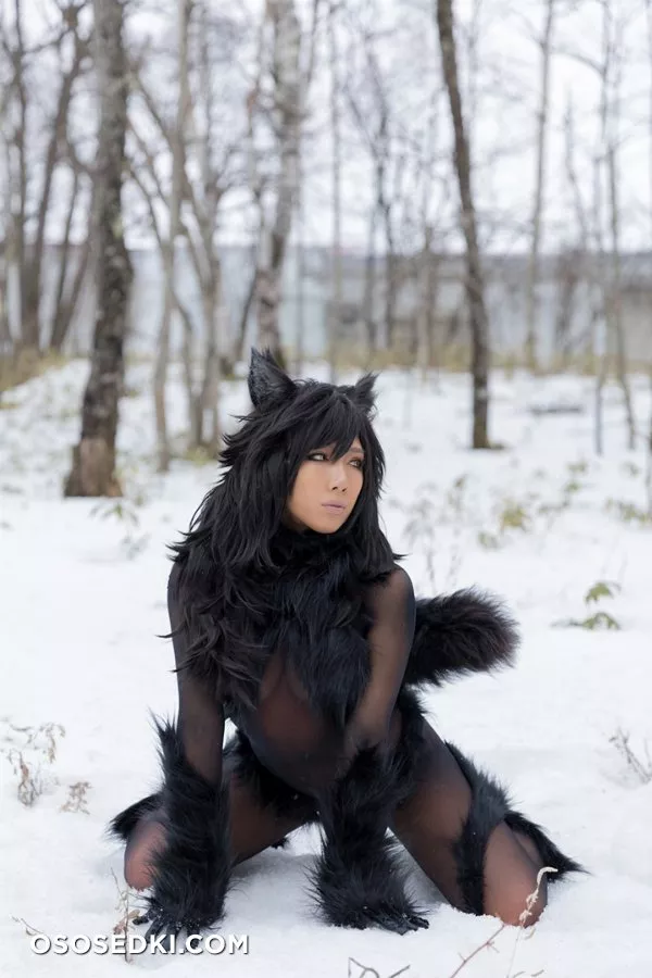 Timber wolf - Photo 94