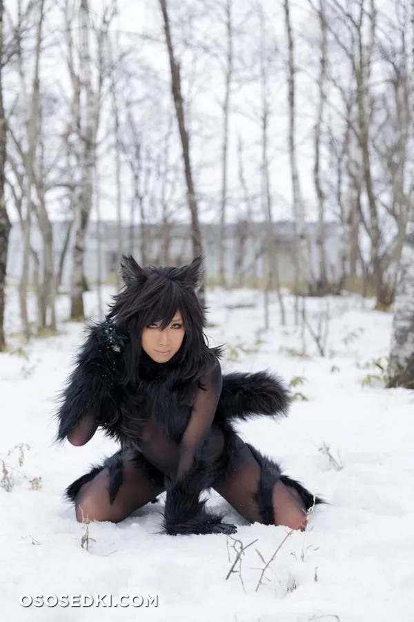 Timber wolf - Photo 95
