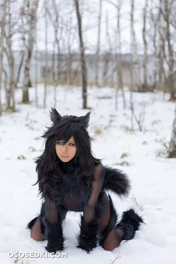 Timber wolf - Photo 96