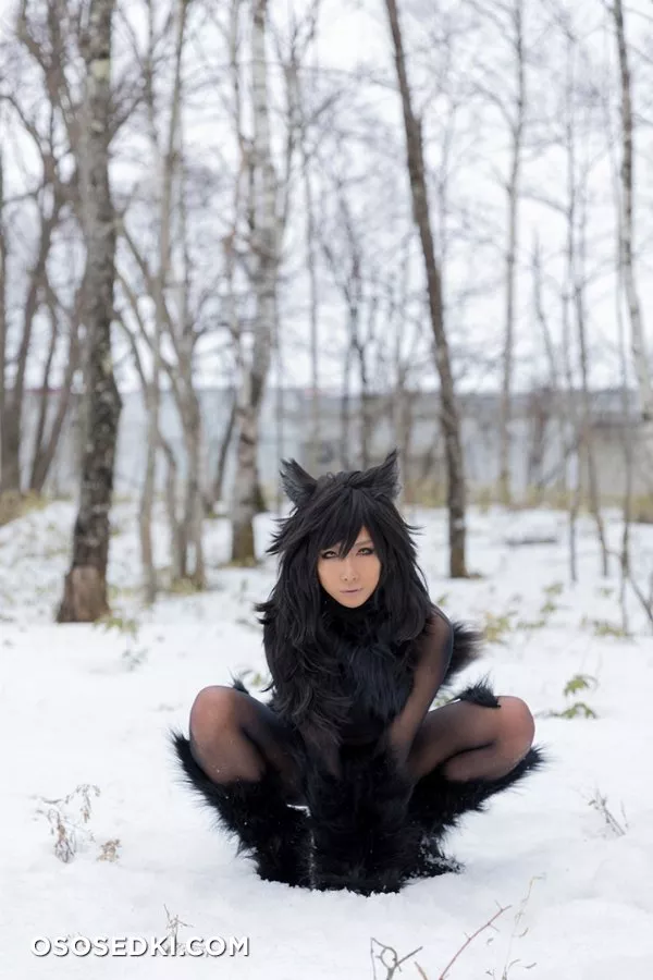 Timber wolf - Photo 97