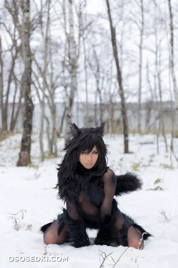 Timber wolf - Photo 101