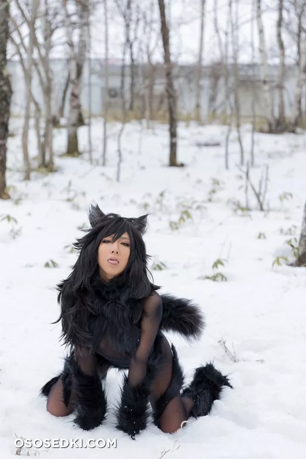 Timber wolf - Photo 103