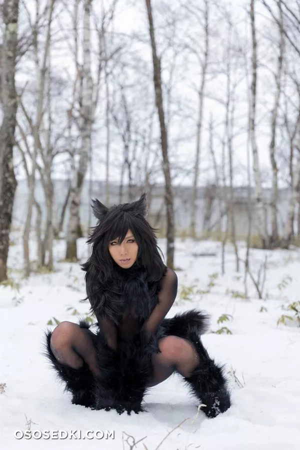 Timber wolf - Photo 104