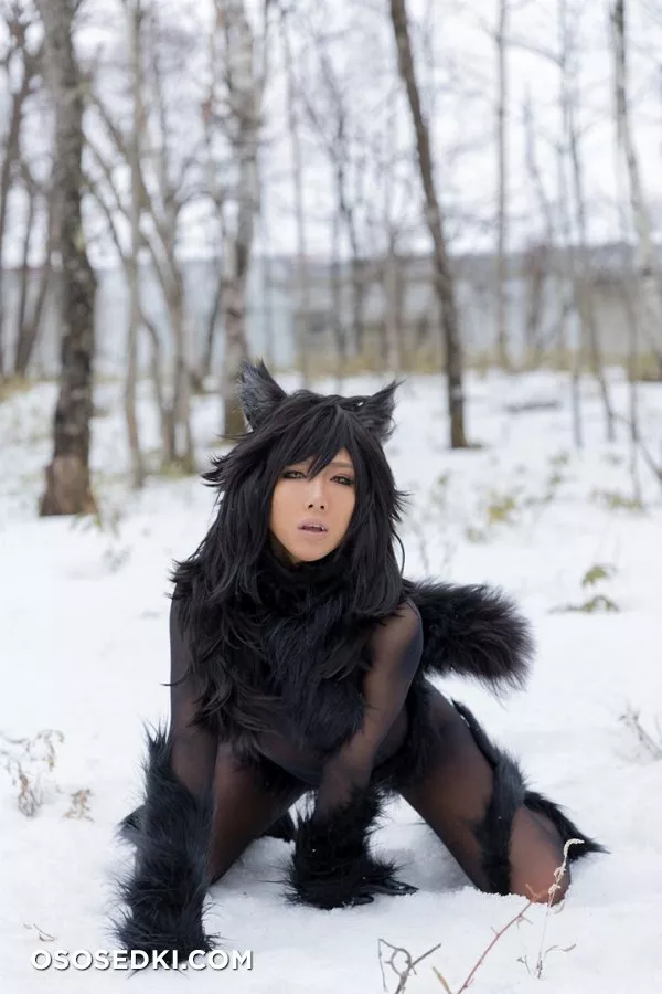 Timber wolf - Photo 111