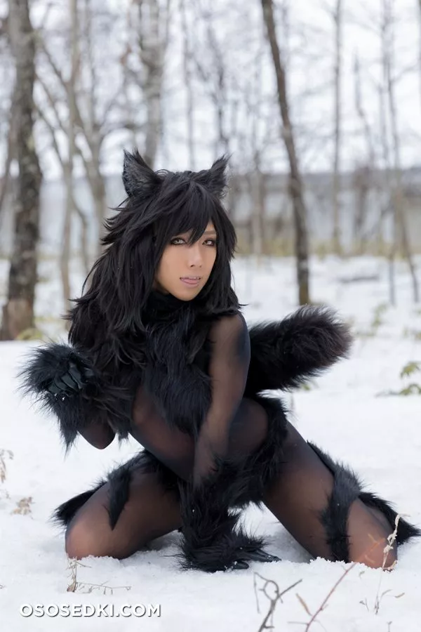 Timber wolf - Photo 112