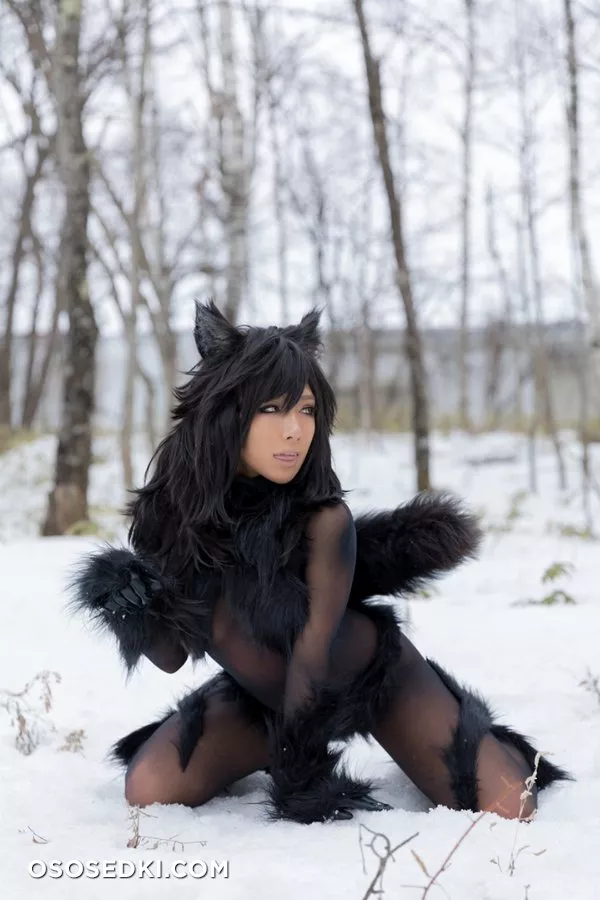 Timber wolf - Photo 113