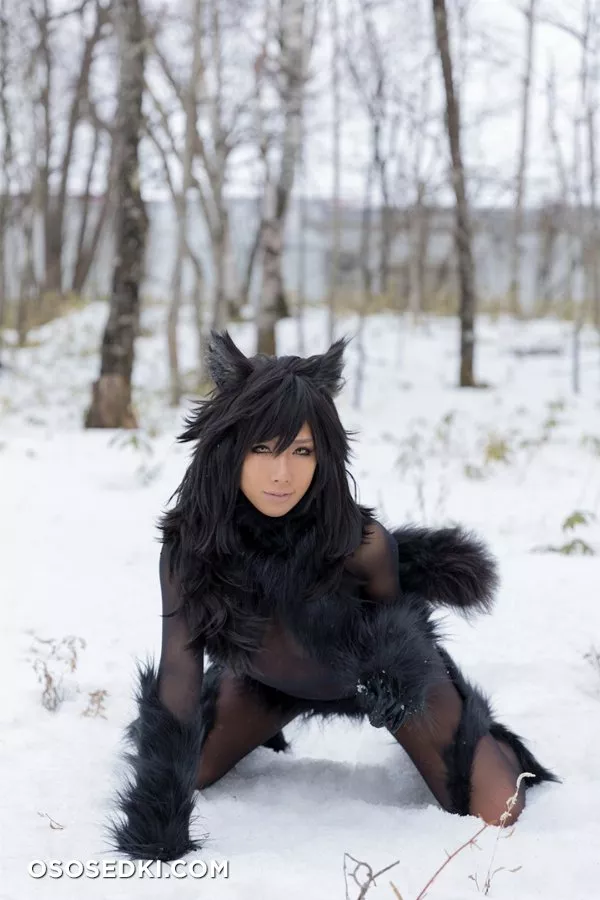 Timber wolf - Photo 114