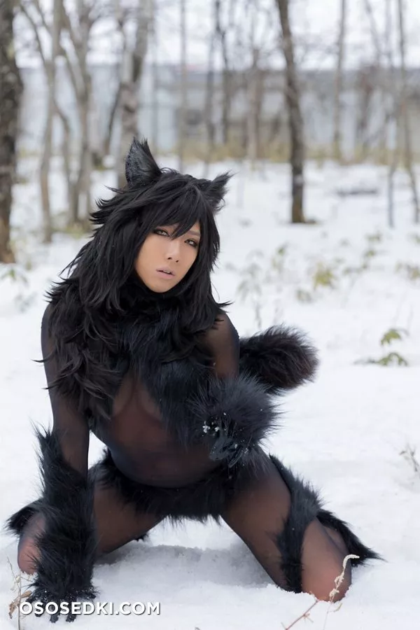 Timber wolf - Photo 115