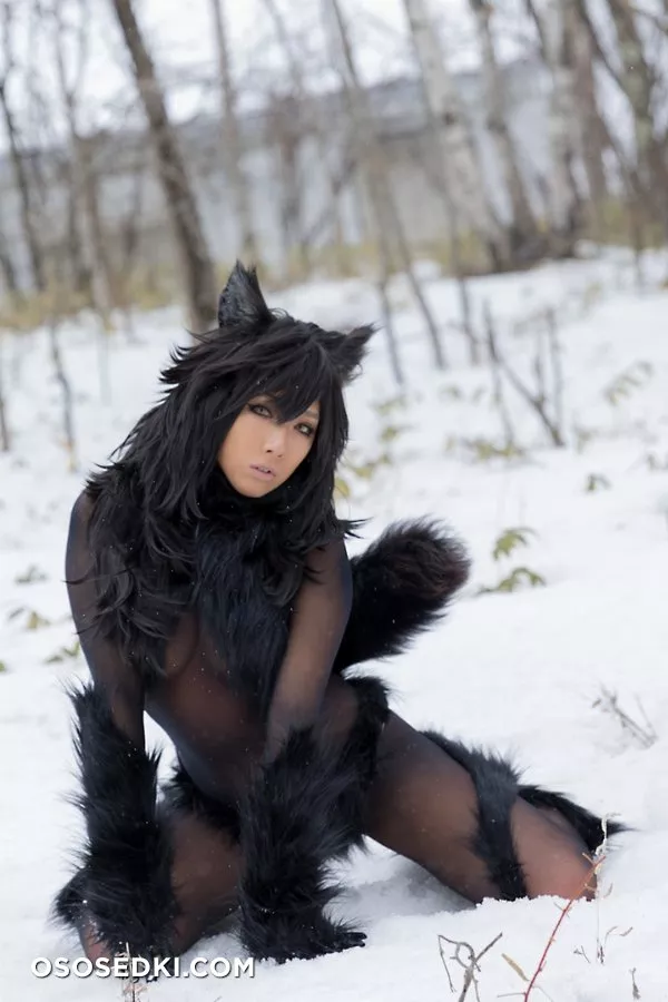 Timber wolf - Photo 117