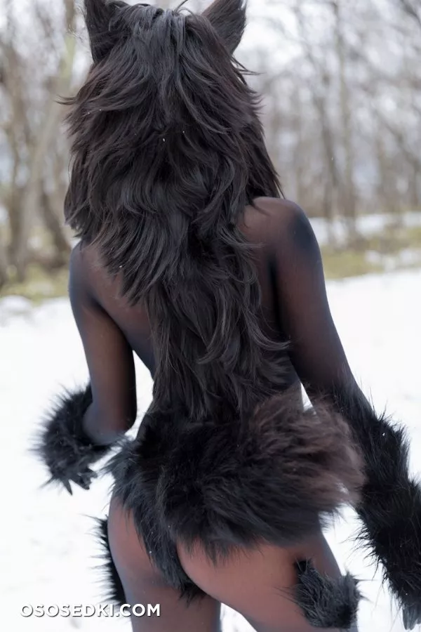Timber wolf - Photo 136