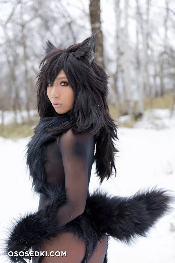 Timber wolf - Photo 138