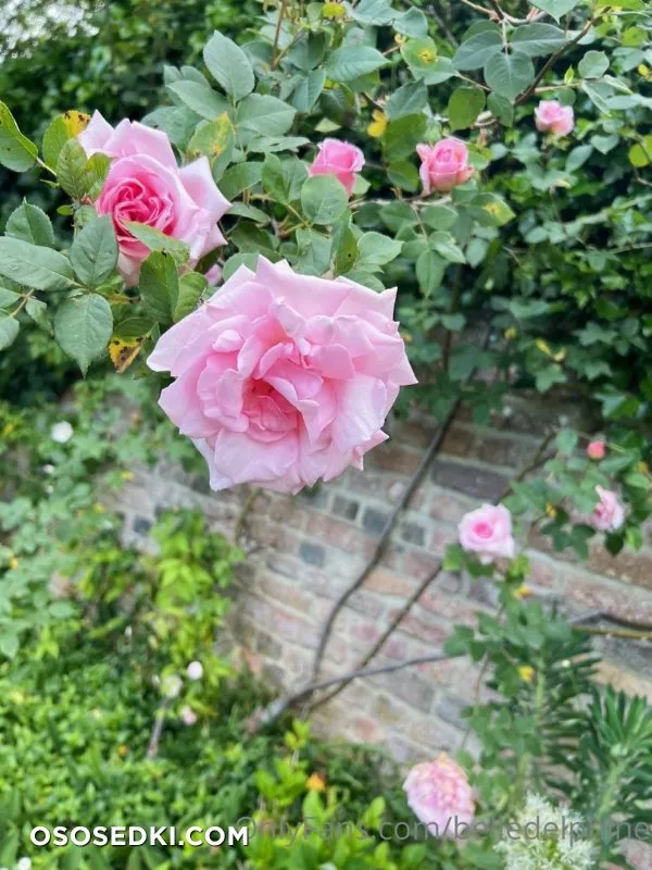 Belle Delphine Black & Pink in Garden nude. Onlyfans, Patreon leaked 92 nude photos